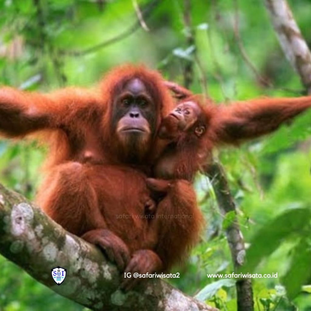 Bukit Lawang Orangutan Tour