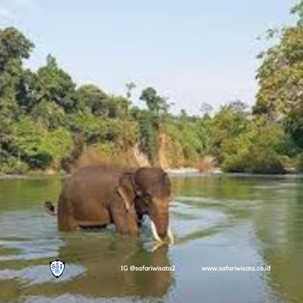 Tangkahan Elephant Adventure